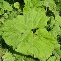 Common Butterbur